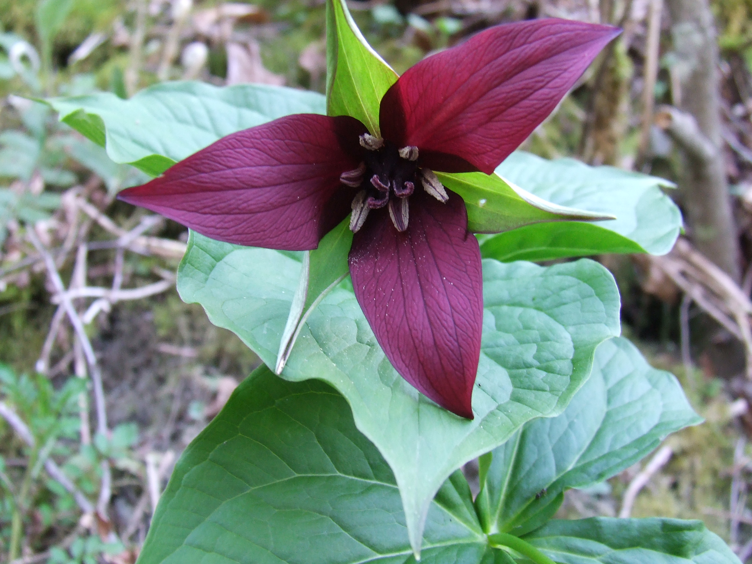 trillium