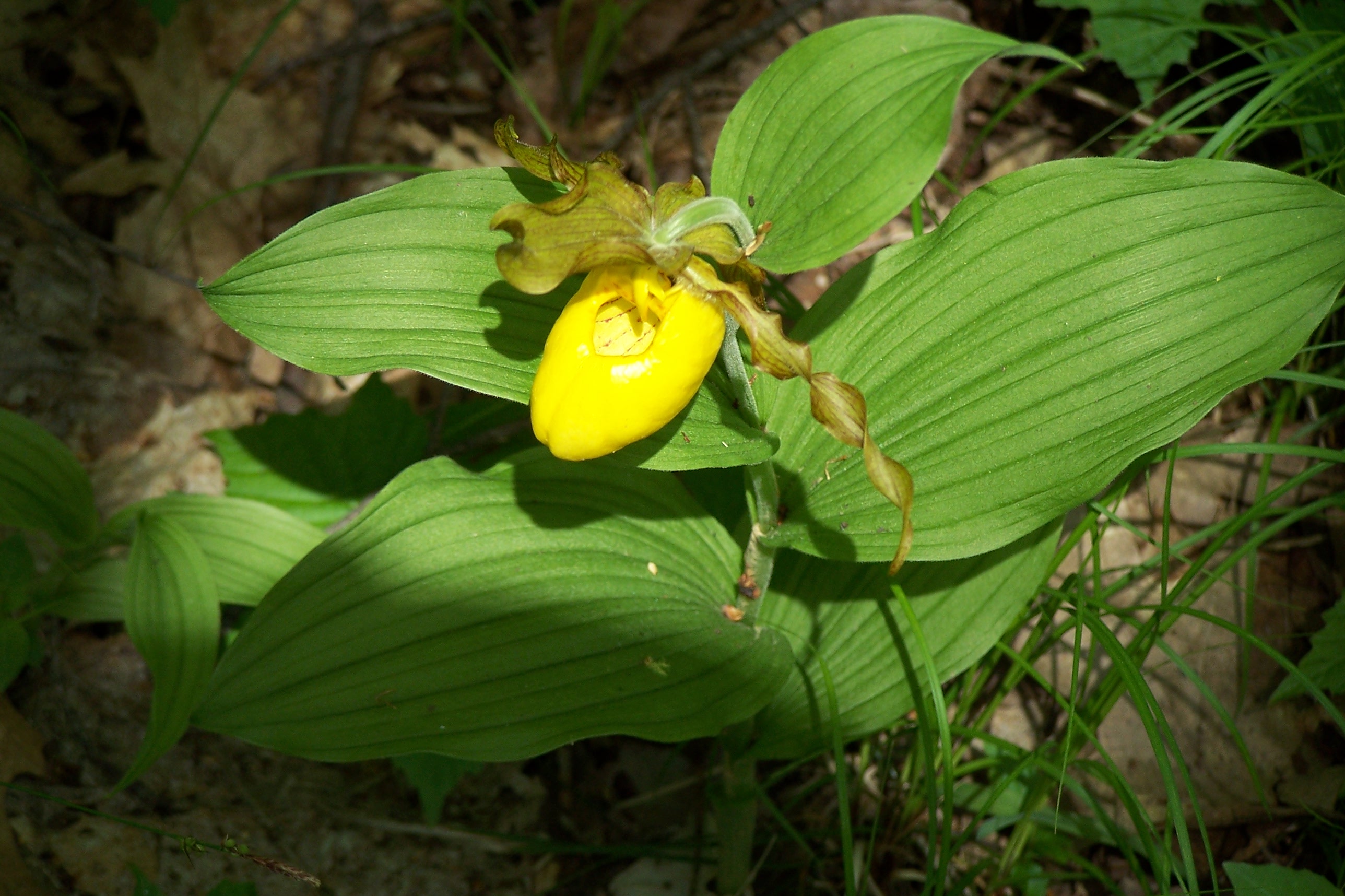 Yellow Lady Slipper